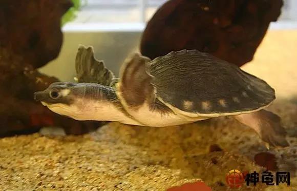 龟最佳的冬眠的方法,龟冬眠该怎么养