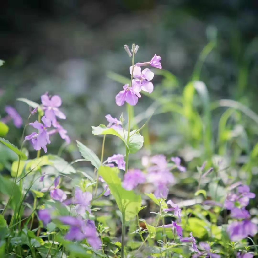 小李阿姨视频,小李阿姨生活视频