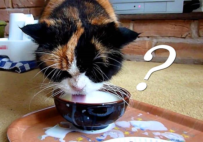 猫咪喝了牛奶拉肚子,猫咪喝牛奶拉肚子有效解决