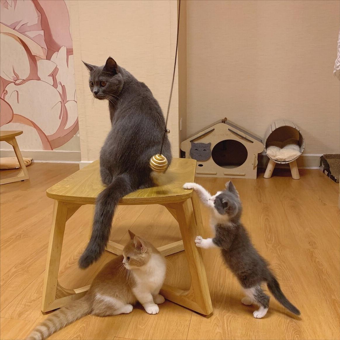 英短猫有什么毛病吗,英短猫咪为什么拉屎臭