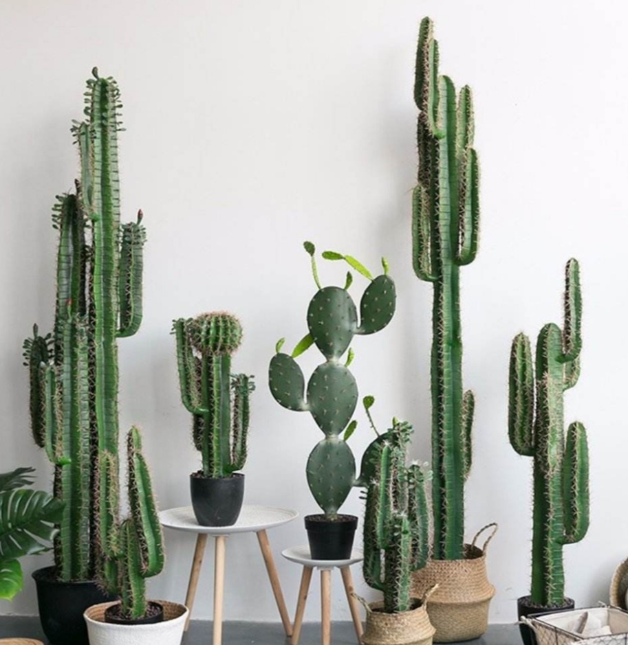 客厅最旺三种树好养,客厅最容易养的树