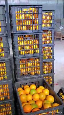 临近年关吃东西容易上火,就让这款小甜橙拯救一下