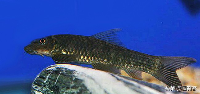 金沙江上游的江鱼有哪些,金沙江上游都有哪些鱼种