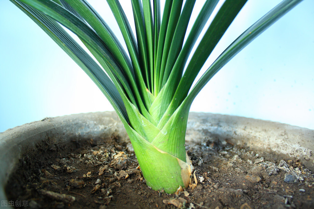 君子兰有六怕你知道吗,君子兰最怕的五种事情