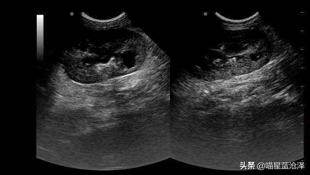 小心！您的猫距离下泌尿道综合征可能只隔一碗水的距离