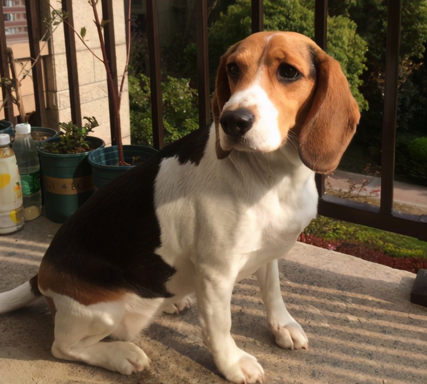 盘点狗界五大败家子你敢养吗,狗界最怂的6种狗有危险溜得很快