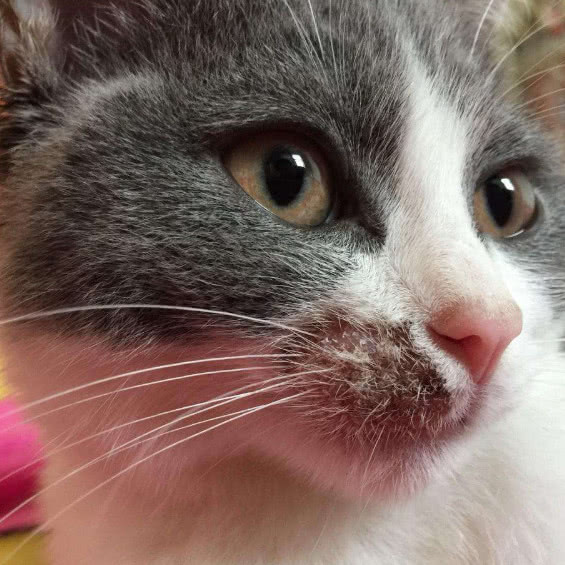 猫咪的猫癣和皮肤病的区别,猫咪除了猫癣还有什么皮肤病