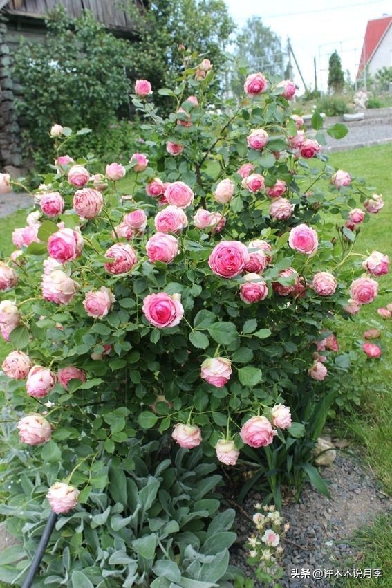 月季叶子枯萎怎么修剪,月季灰霉