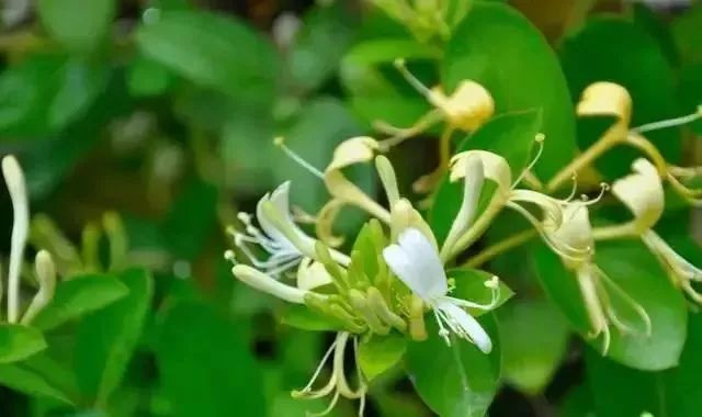 蜂蜜要怎么吃祛斑美白,蜂蜜怎么喝美容养颜的效果最好