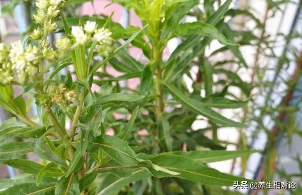 十大解酒的草药,能够解酒毒的中草药都有哪些