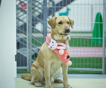 最容易被认错的狗狗品种,五种容易叛变的狗狗