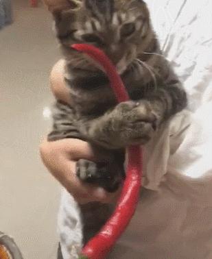 猫咪生吞维生素,猫咪生吞猫粮呕吐