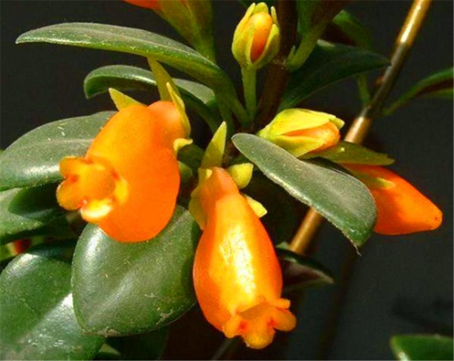 金鱼吊兰开花像小金鱼一样好看,金鱼吊兰夏季的养护方法