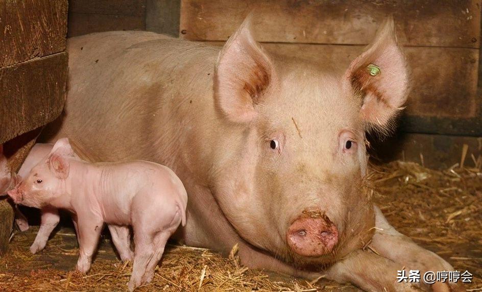 母猪下产床后瘫痪起不来怎么办,怀孕母猪后腿瘫痪不吃料怎么治疗