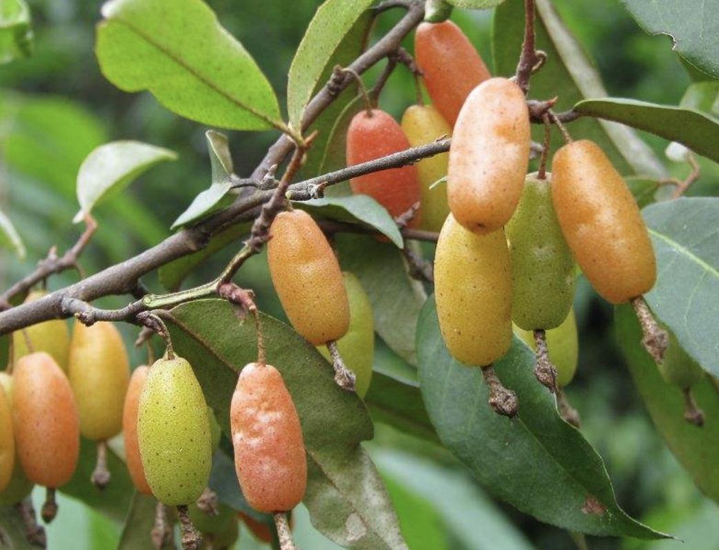 别看1种果子像“枣子”,殊不知珍贵,农地里要是有,要珍惜