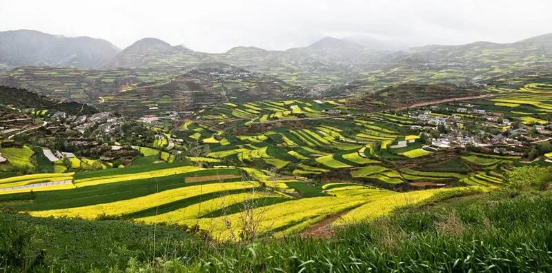 武山韭菜品种,家乡特产野韭菜