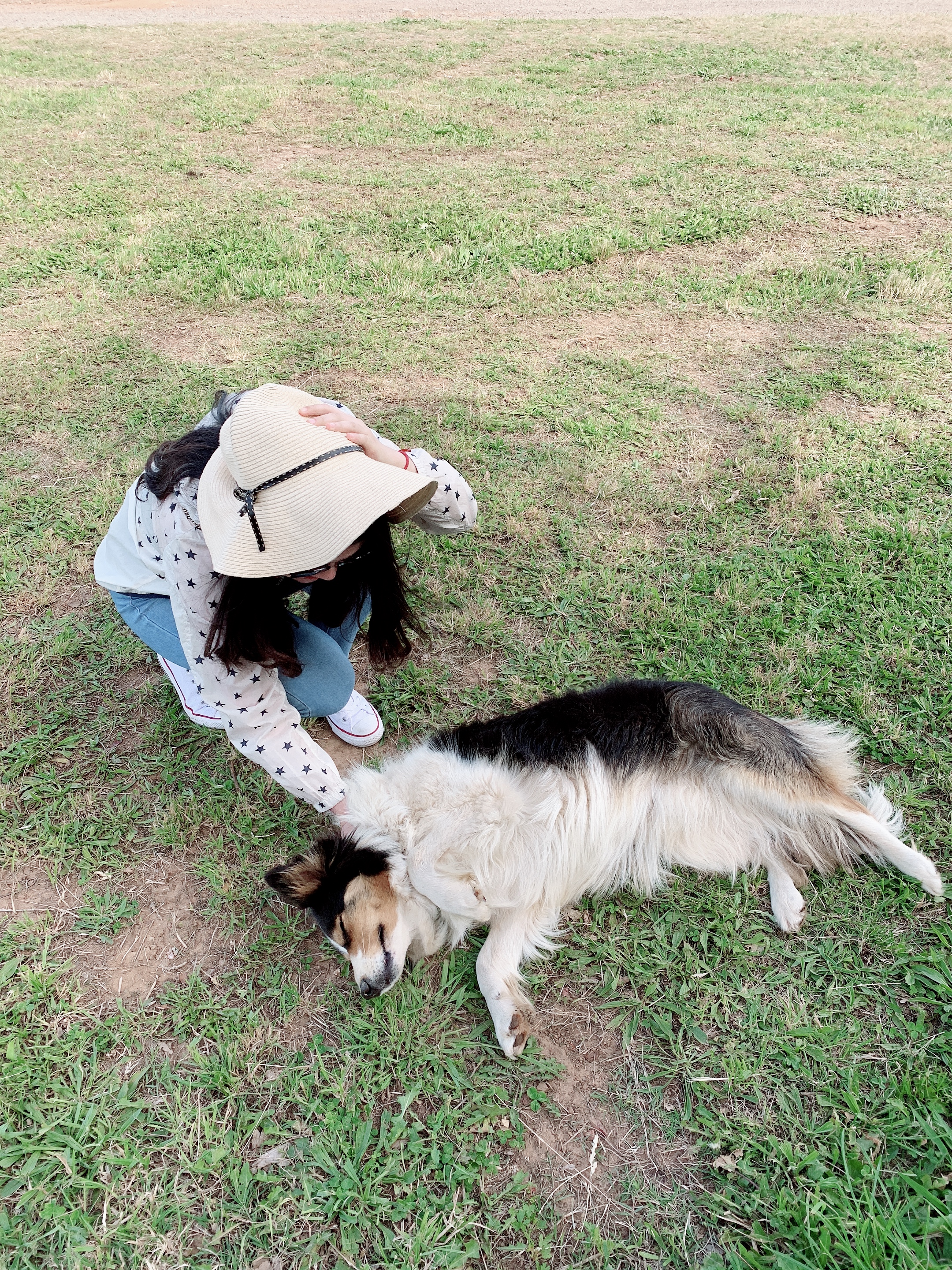 澳洲樱桃采摘,在澳洲采樱桃视频