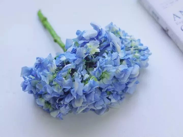 绣球醒花花头可以泡水吗,绣球盆栽可以整个泡水里吗