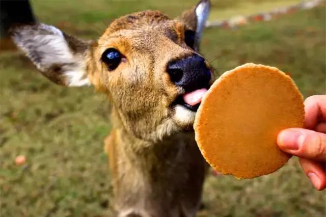 日本是一个值得一去再去、并深入探索的国家