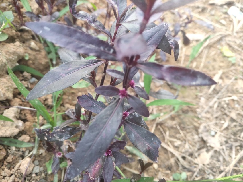 小孩子清热解毒的草,农村哪些草降火