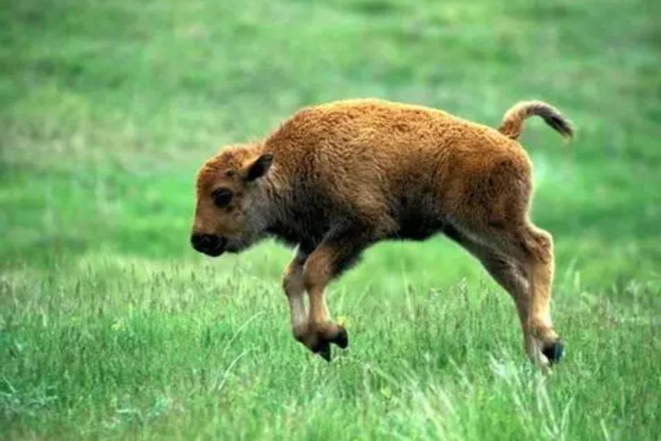 西沙东岛野牛群是从哪里来的,西沙东岛有多少野牛