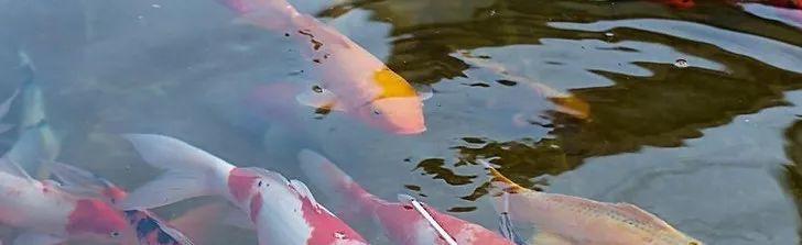 养鱼这么多年，是否还在为流量扬程排气量等困扰？