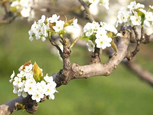 梨树盆景的寓意,梨树盆景大全欣赏
