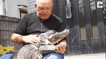 日本老人养鳄鱼当宠物,男子把鳄鱼当宠物养一天喂10斤肉