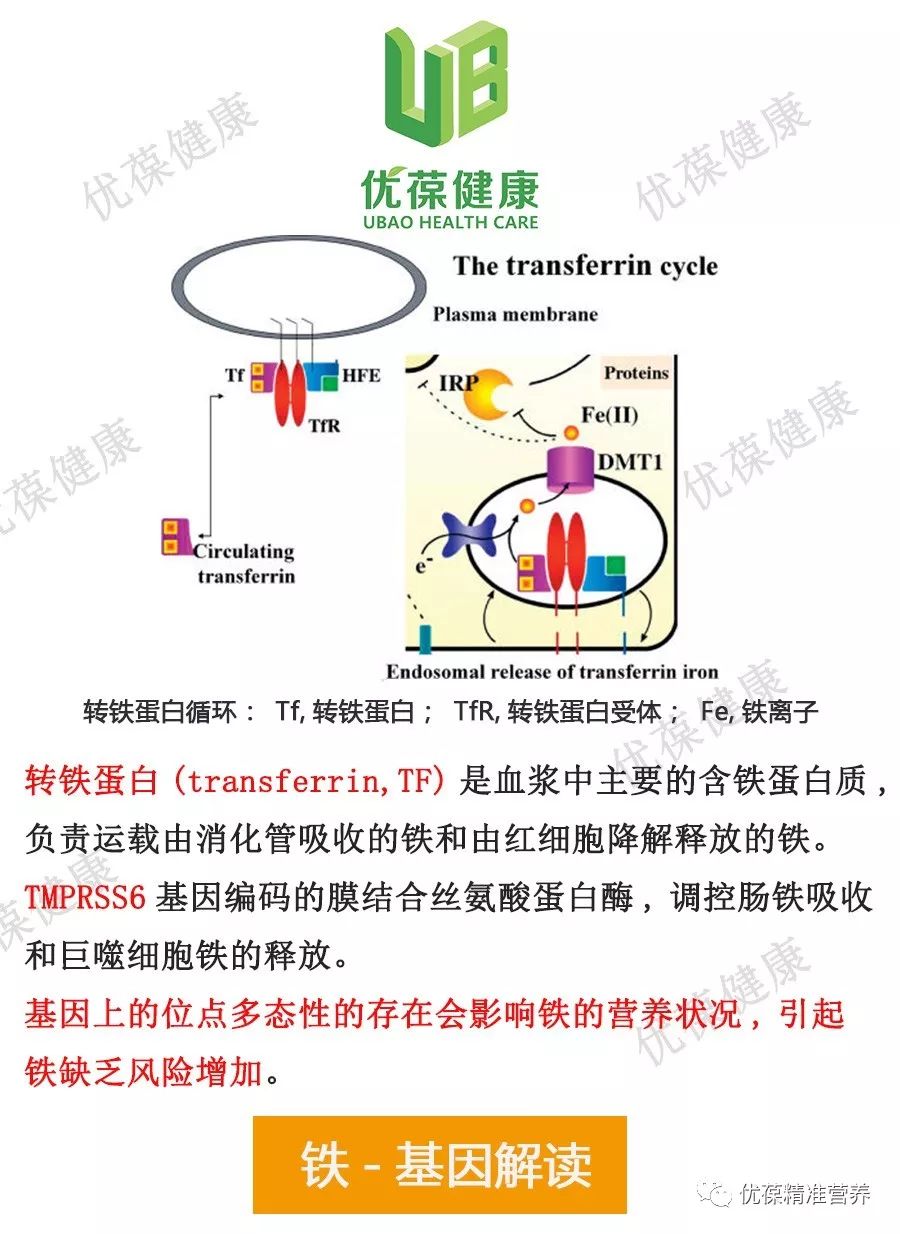 缺铁就是贫血吗,缺铁好补吗