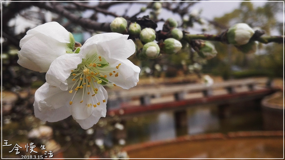 灏忓纰х帀璇楀彞,娓呯鍙汉灏忓纰х帀