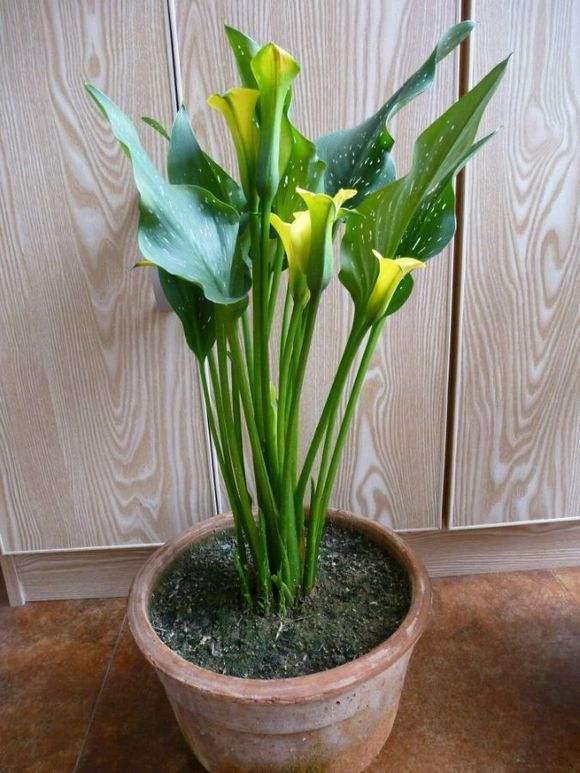 北方野外成簇的白色小野花,野外野花最好看的有哪些