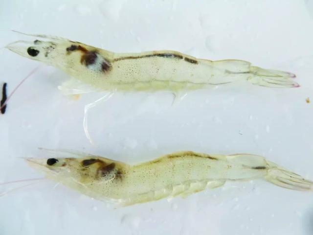 白对虾急性肝胰腺坏死病传染途径,南美白对虾肝脏坏死什么引起