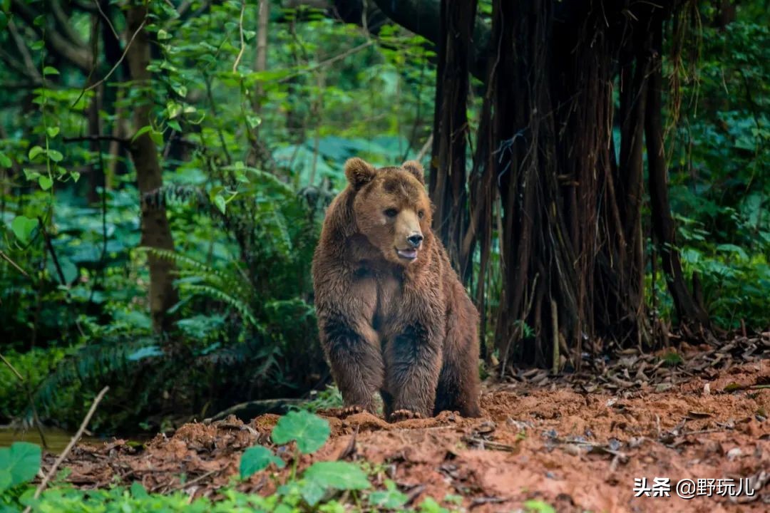 十一假期户外旅游注意事项,假期出游注意事项和防护