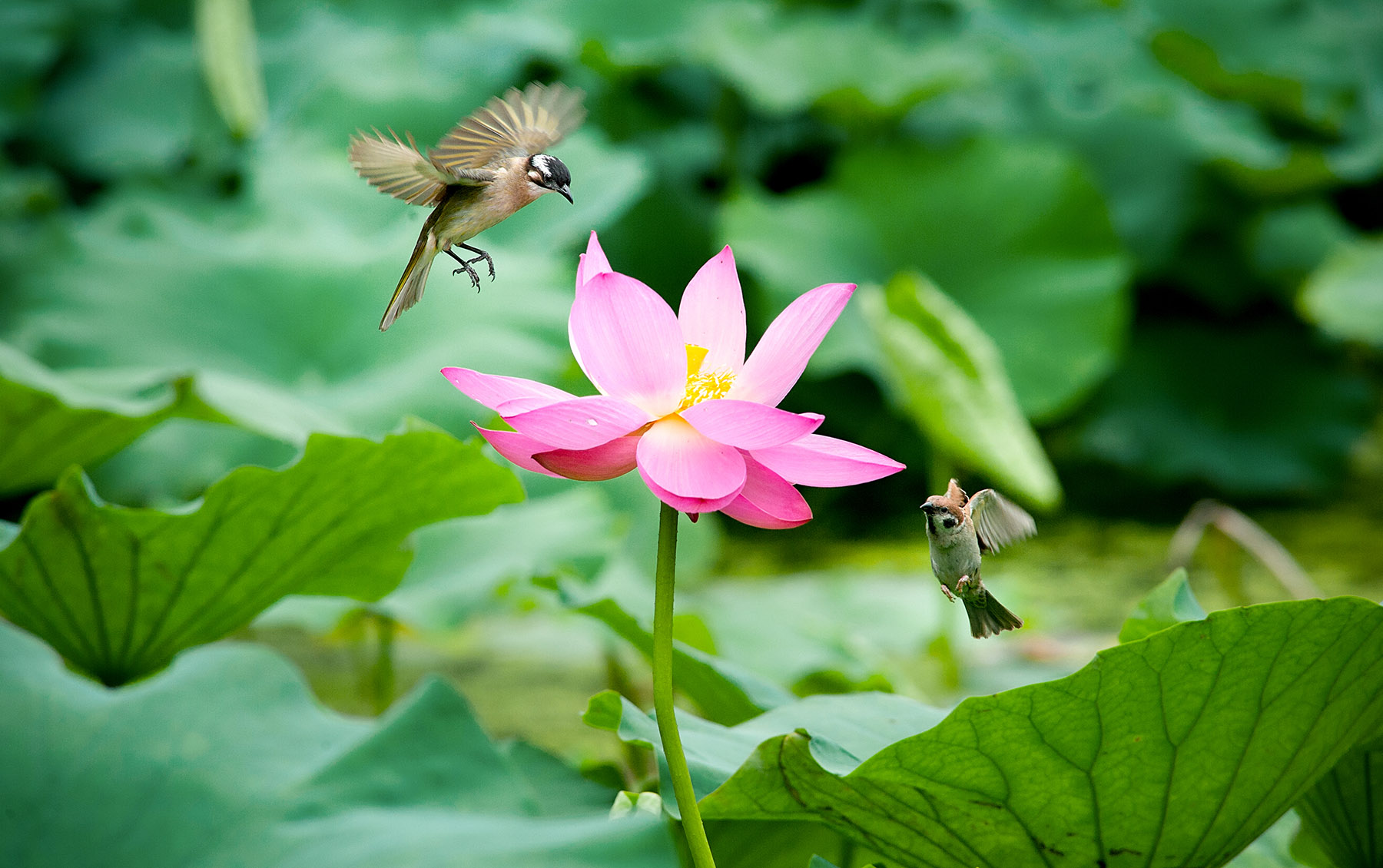 特殊的顶级机和半画幅中的战斗机——弯弯谈摄影器材(5)