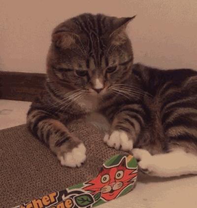 猫咪独自在家怕乱跑怎么办,猫咪独自在家孤单怎么办