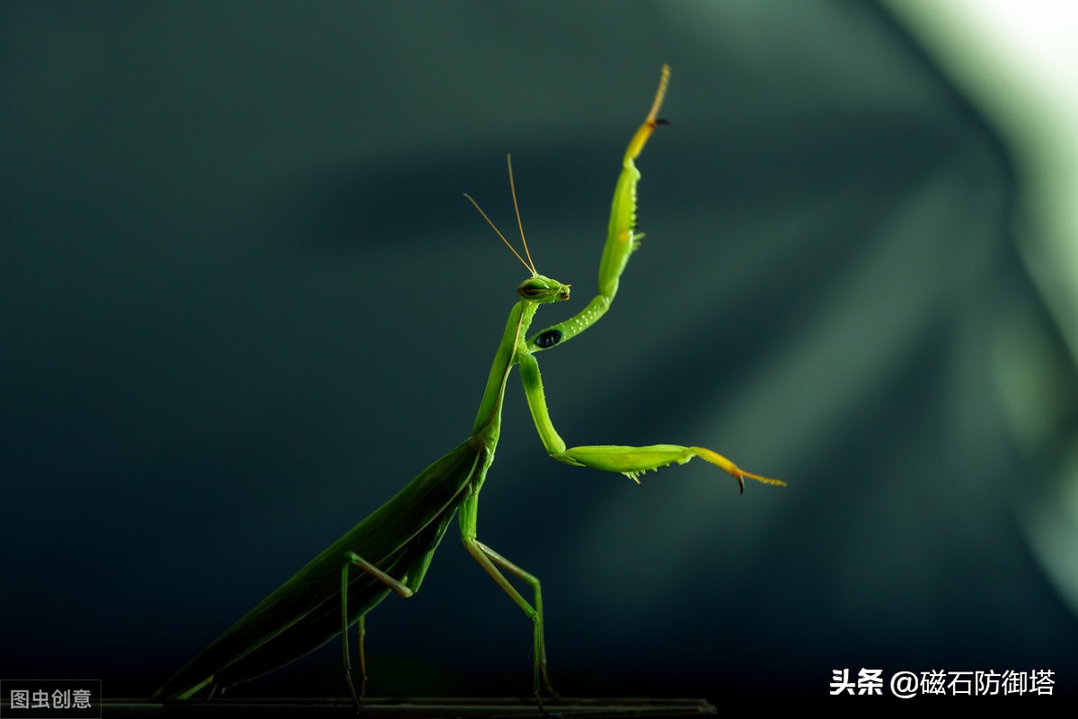 这个杀手不太冷里的人是谁,这个杀手不太冷里边的缉毒警