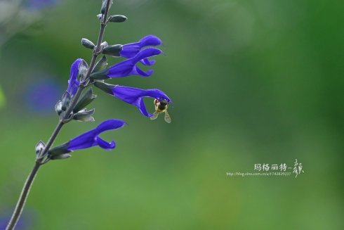 西餐常用的十三种香草介绍大全,西餐中常用的15种香料和香草