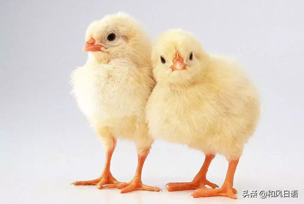 还有这种职业吗？来看看日本令人大开眼见的奇葩工作