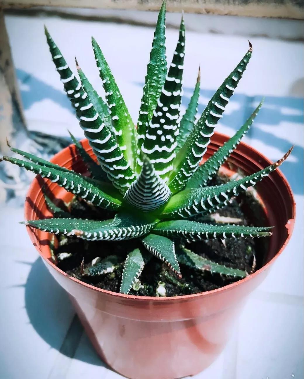 这4种花卉很漂亮花量大观赏度高,20种漂亮花好看不好养