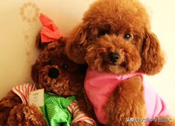 哪种狗既能看家护院又不乱咬人,什么狗不挑食会守家对主人忠诚