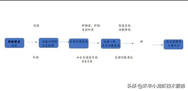 小龙虾五月瘟怎么引起的,小龙虾五月瘟怎么防治