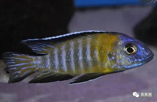三湖慈鲷马鲷孔雀鱼多久发色,三湖慈鲷鱼之马鲷鱼