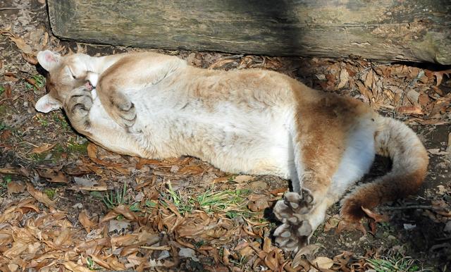 山猫是真的存在吗,猫和山猫有什么不同