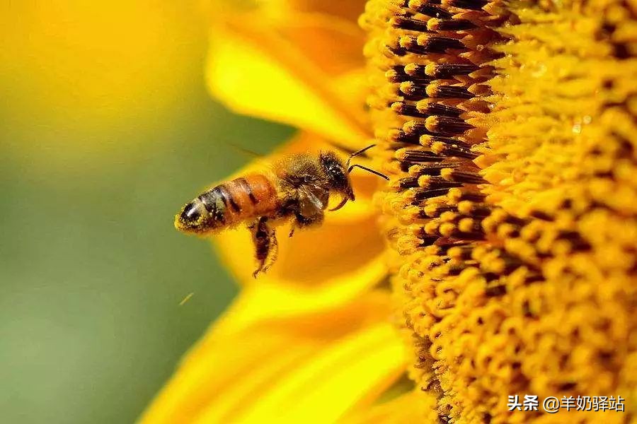 用什么方法防止虫叮咬最好,夏天蚊虫叮咬教你灭虫小姿势
