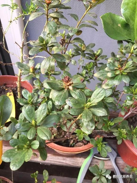 给花浇白醋会怎么样,给花浇营养液后叶子黄了