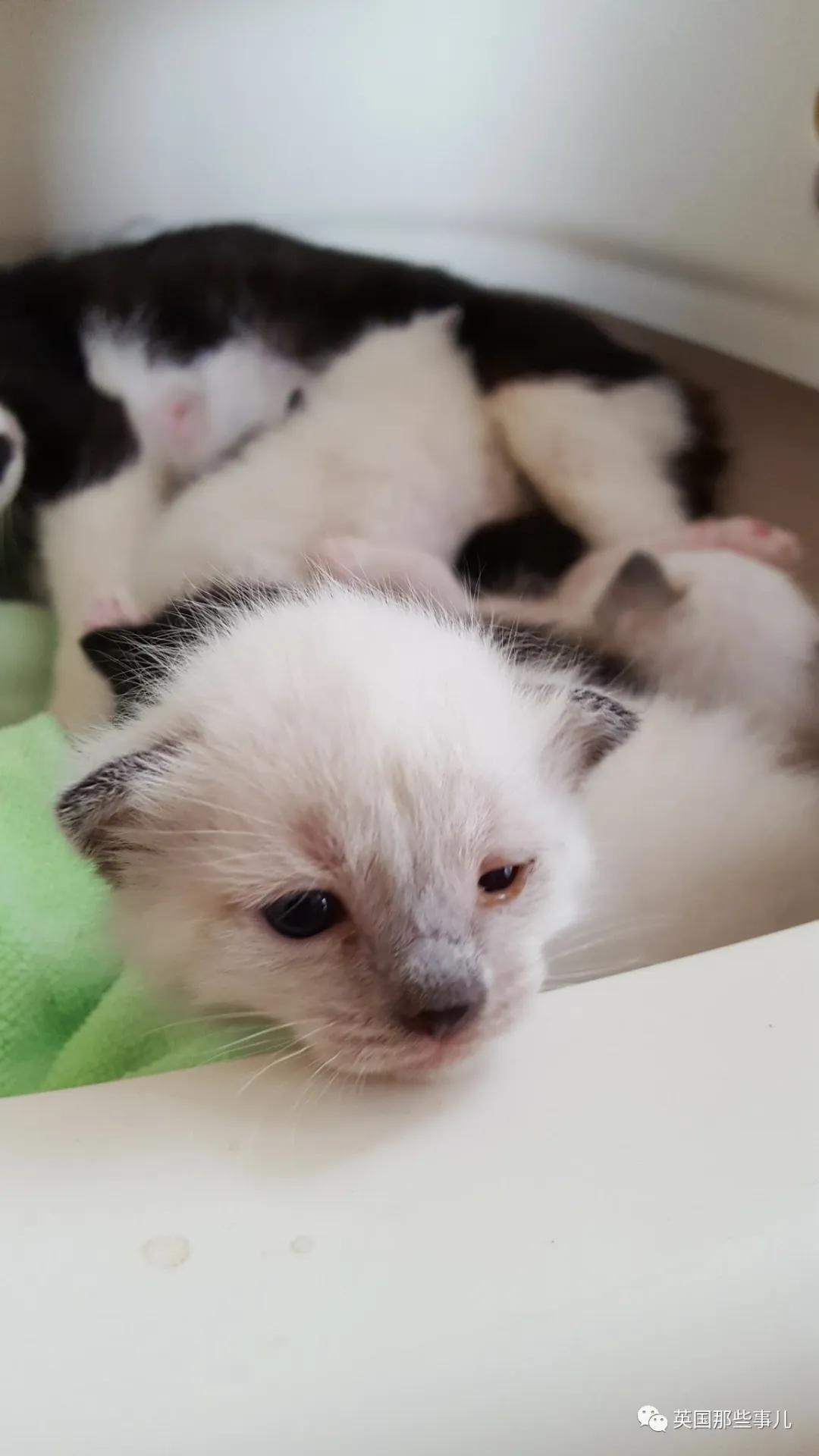 养暹罗等于养好几种猫,重庆暹罗猫变黑了还能白回来吗