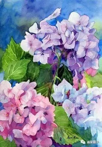 100种漂亮花卉图片,100张漂亮花图