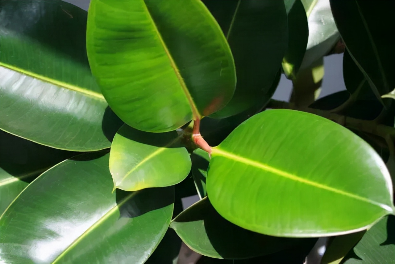 绿萝都养不活还能养什么花,好养活的懒人花绿萝