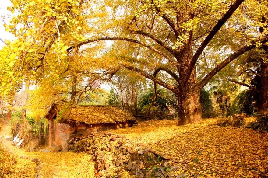 1011月错过它们，等于错过整个秋天！人少清净，随手一拍都是大片