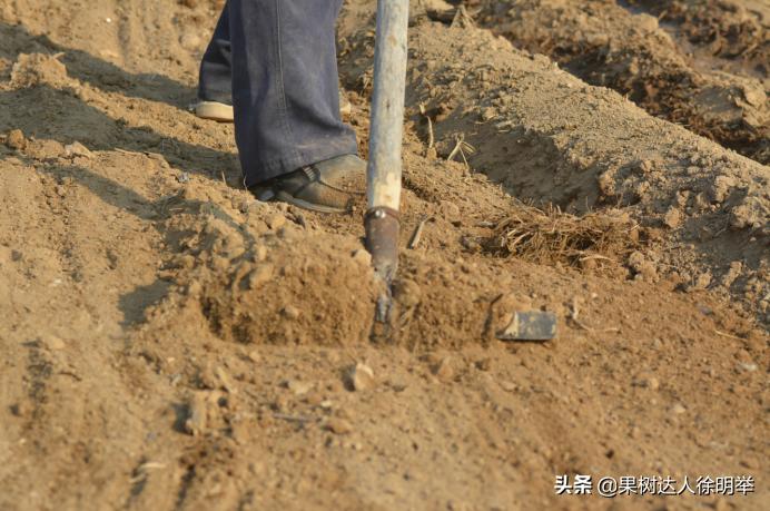 桃树种子播种繁殖的还需要嫁接吗,六月嫁接春季栽的小桃树可以吗